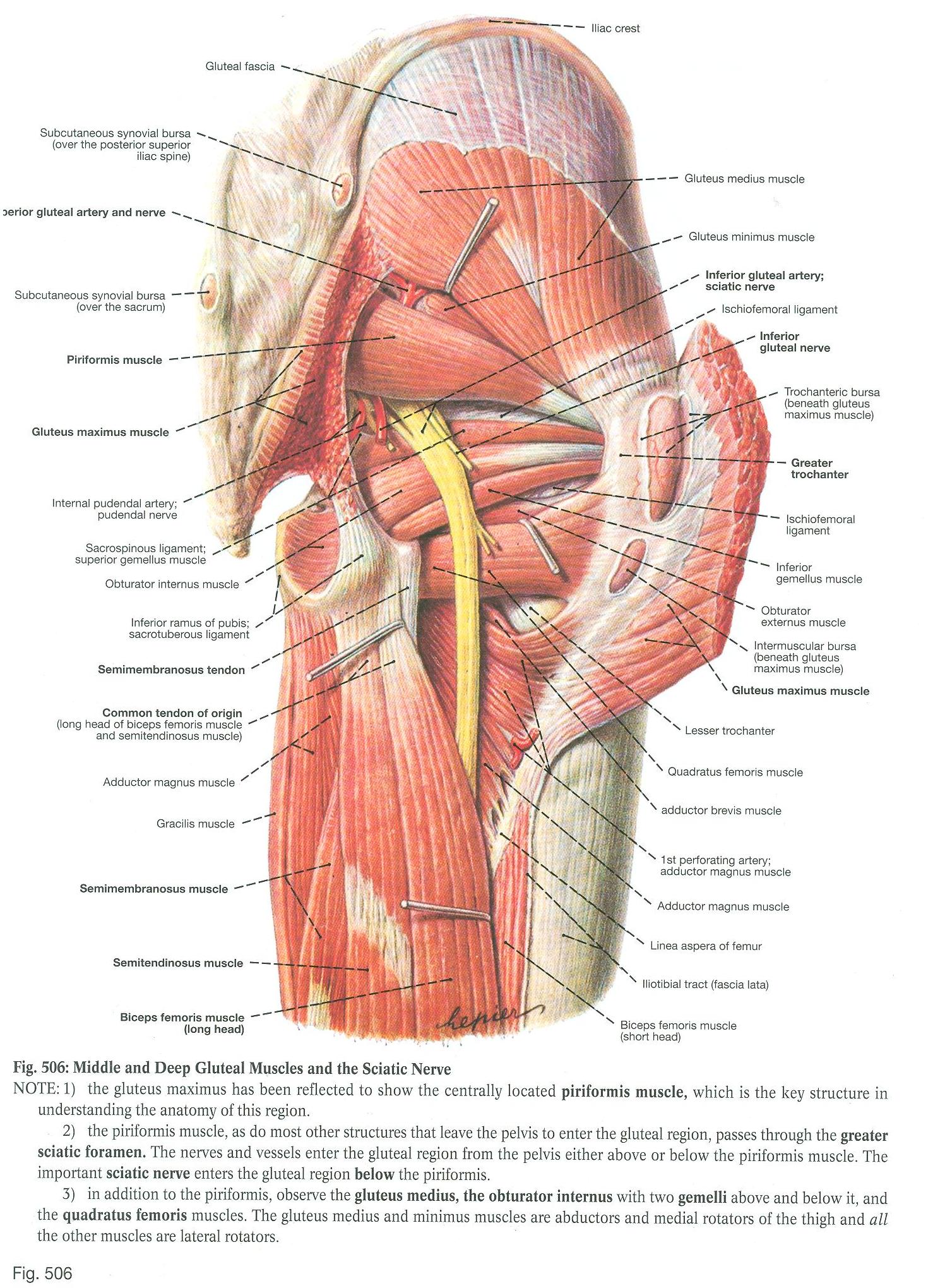 Electronic Dissection Manual Musculoskeletal Integumentary Block